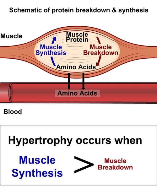 daily undulating periodization