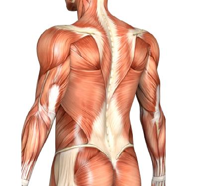 targeted muscle building muscle fibers