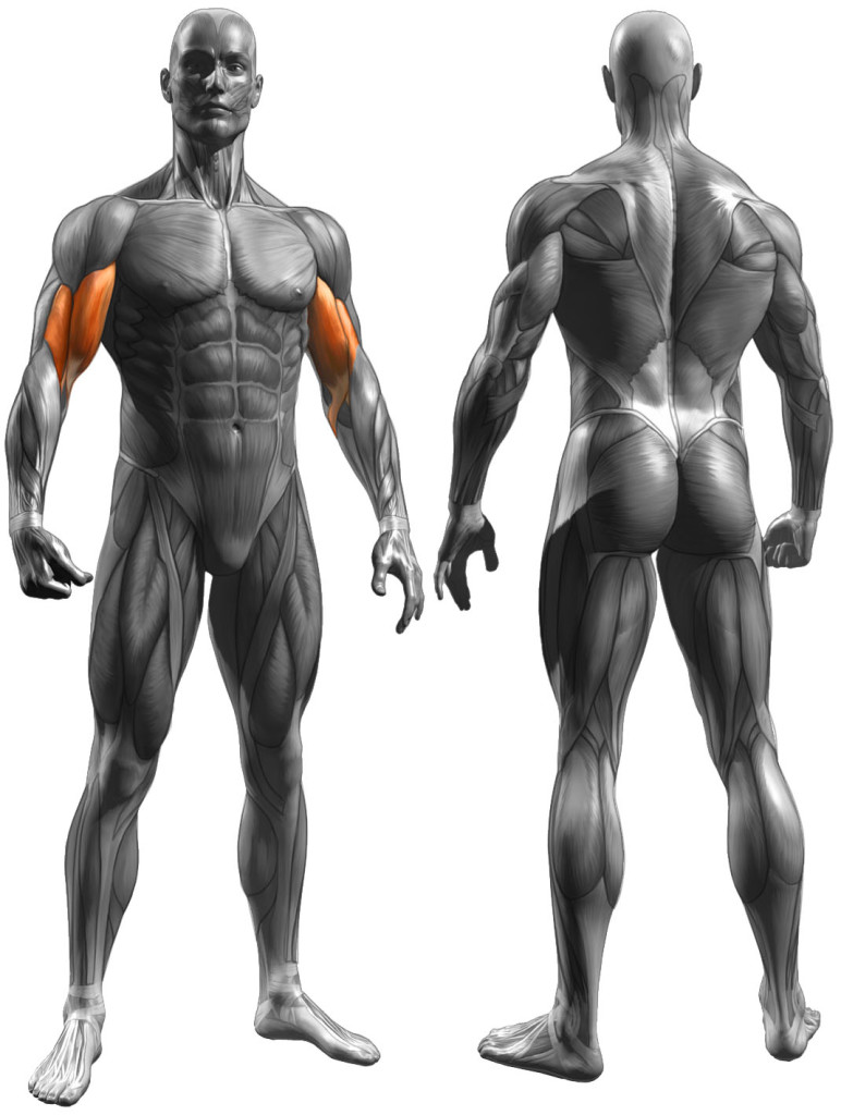 As your recovery abilities are limited, the only way to ensure growth is to focus on one body part for a full month, then switch. Image courtesy of USC Fitness.