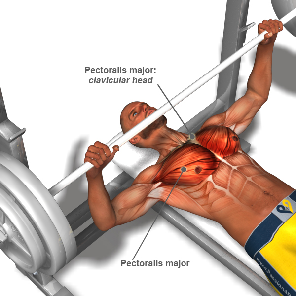 hardgainer myth chest specialization