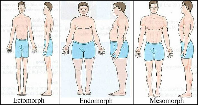 hardgainer myth ectomorph